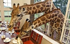 Giraffe Hotel Nairobi